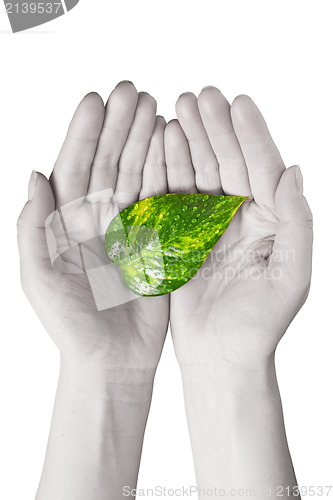 Image of green leaf in human hands