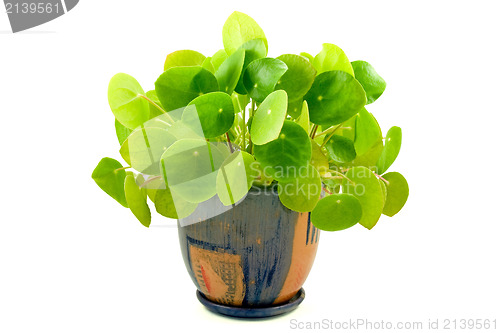 Image of house plant "pilea" isolated on white