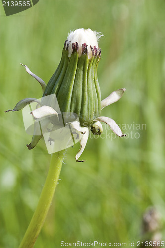 Image of dandelion bud