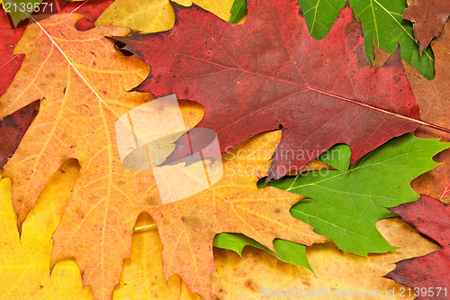 Image of close up of colorful autumn leave