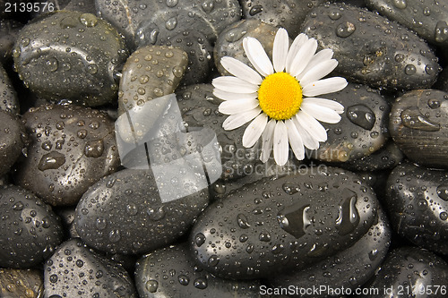 Image of stones and white daisy