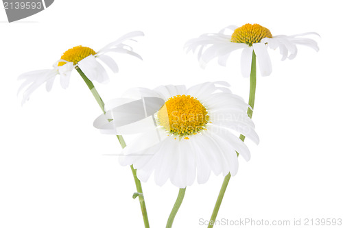 Image of three daisy flowers