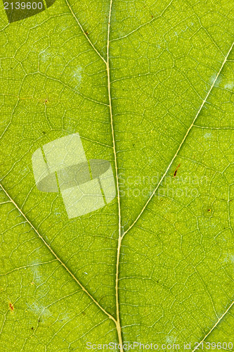 Image of texture of green dry leaf