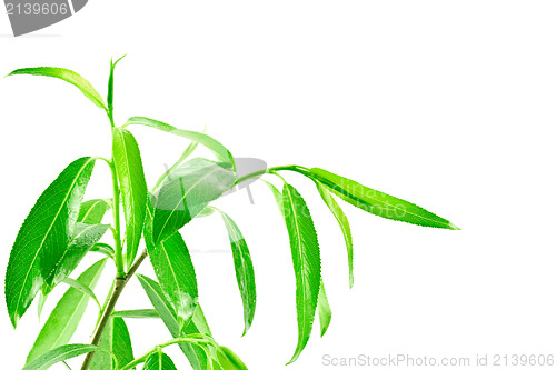 Image of plant isolated over white background