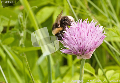 Image of Bumblebee on purple flower