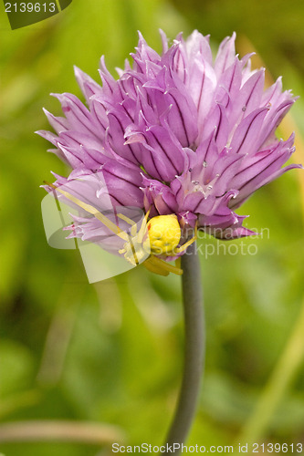 Image of spider hiding on purple flower