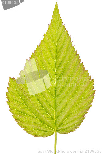Image of detailed green leaf