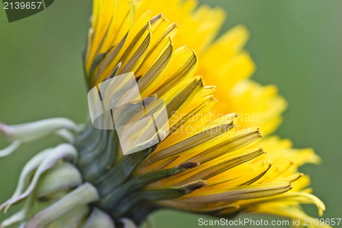 Image of close up of yellow dandelion