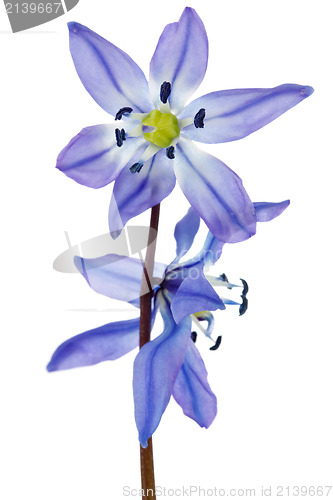 Image of hepatica flower