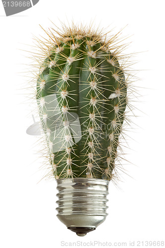 Image of cactus growing out of a bulb