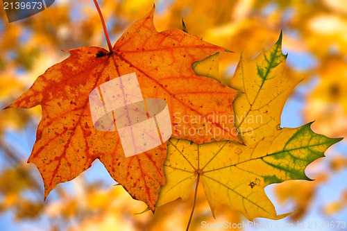 Image of maple leaves on blurry autumnal background