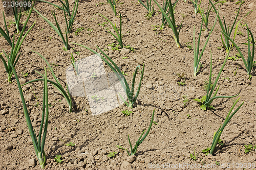 Image of Field with organically growing onions