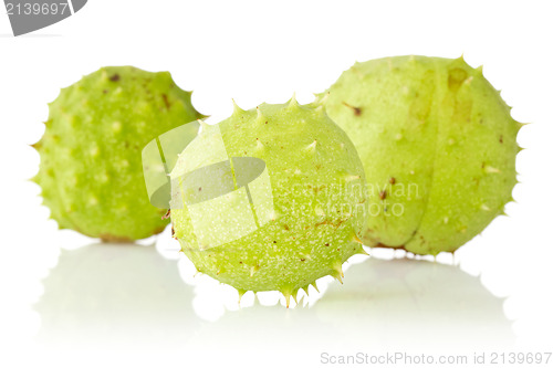 Image of Three green chestnuts