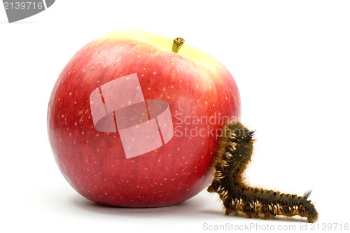 Image of caterpillar climb to the apple