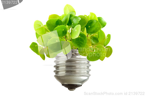 Image of  green plant growing out of a bulb