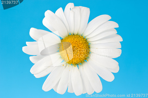 Image of camomile on blue background