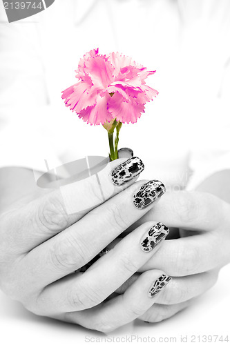 Image of hands holding beutiful pink carnation flower