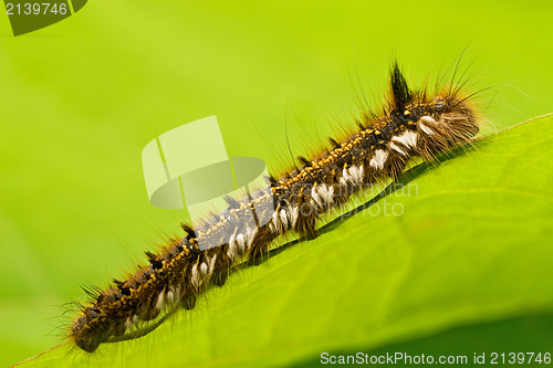 Image of hairy caterpillar crawling on a  leaf