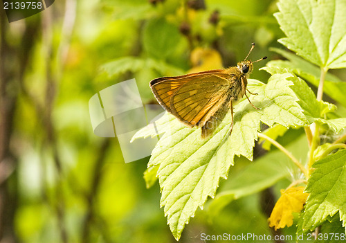 Image of small yellow butterfly