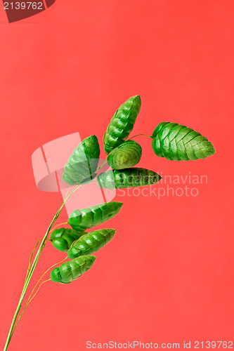 Image of green plant on red background