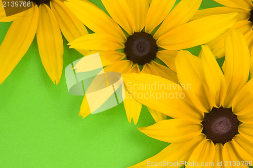Image of yellow  flowers on the green background
