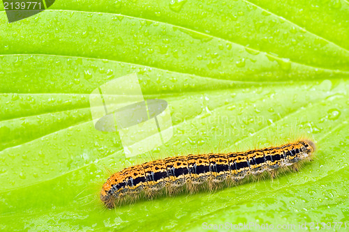 Image of caterpillar crawling on a green  leaf