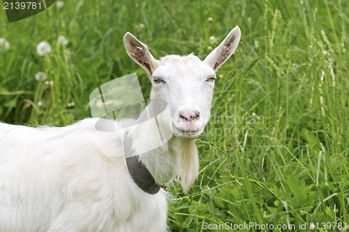 Image of White goat in a green  meadow