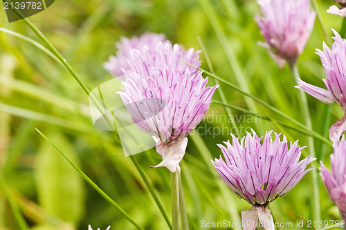 Image of flowers  in a summer meadow