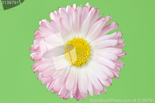 Image of daisy on green background
