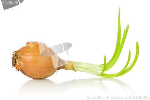 Image of old onion bulb with sprouts