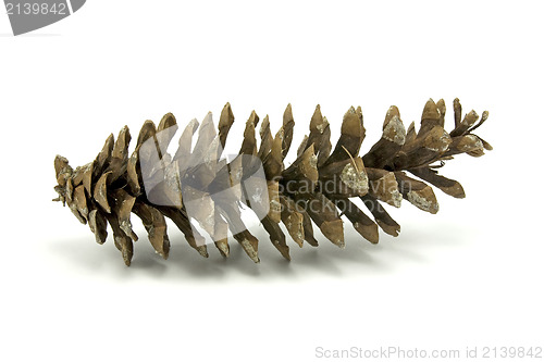 Image of fir-cone