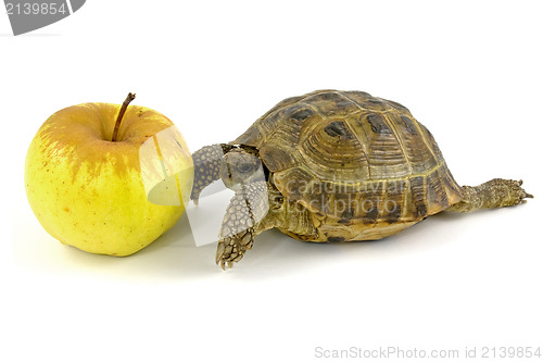 Image of tortoise and yellow apple