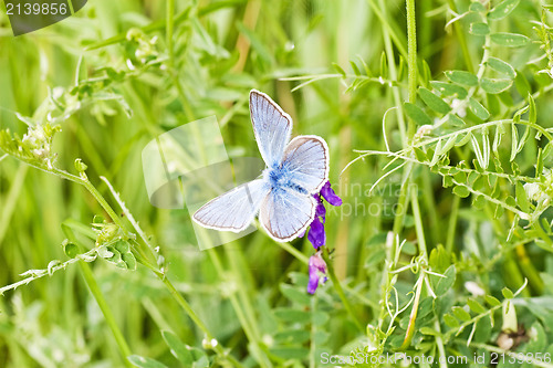 Image of blue butterfly in a green grass