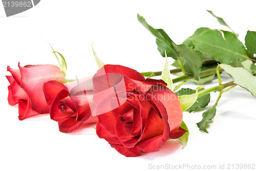 Image of red roses