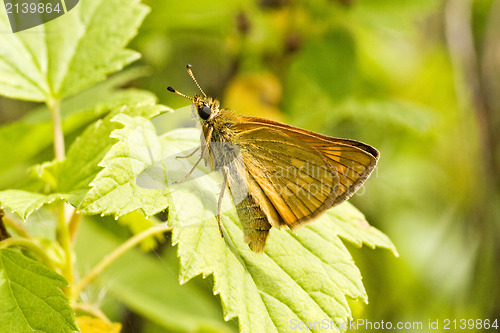 Image of butterfly sitting on the green leaf