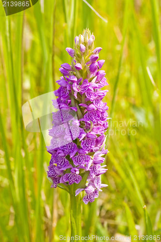 Image of violet flower bloom