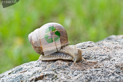 Image of snail with recycle symbol