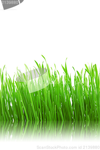 Image of green grass with reflection
