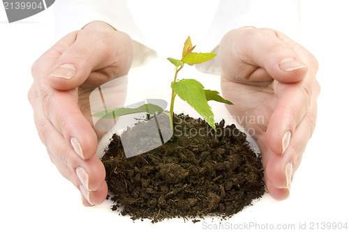 Image of hands and new plant