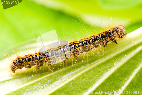 Image of colorful caterpillar crawling on the leaf