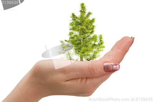 Image of fir tree in hand