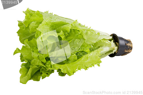 Image of Fresh green lettuce