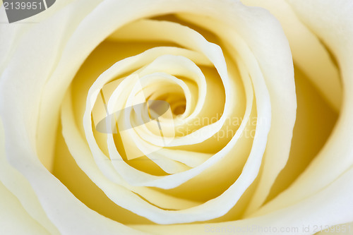 Image of beautiful  white rose