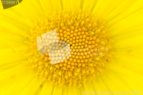 Image of Close-up shot of yellow daisy flower 