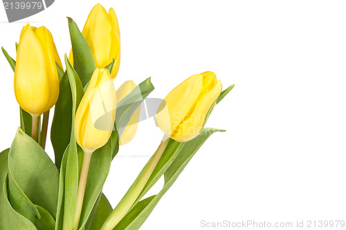 Image of Bouquet of tulips