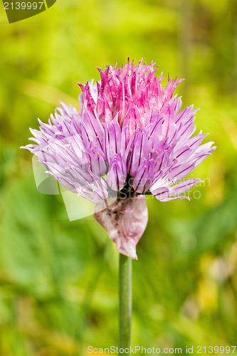 Image of Chive Purple flower