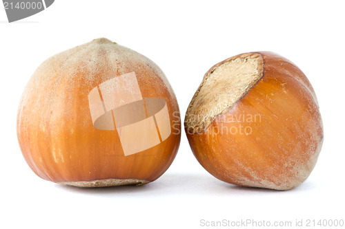 Image of two dried  hazelnuts