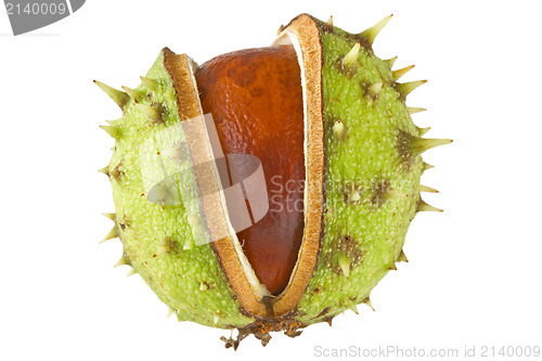 Image of chestnut isolated on white