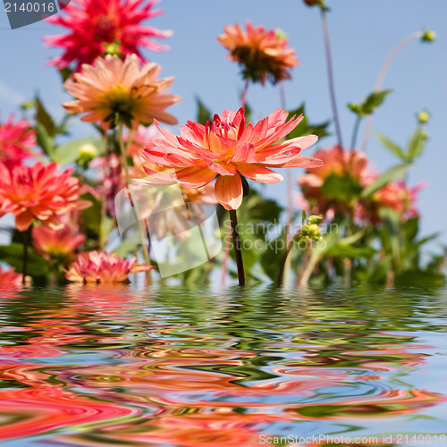 Image of summer garden flowers