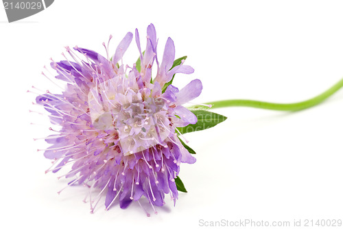 Image of close up of purple flower